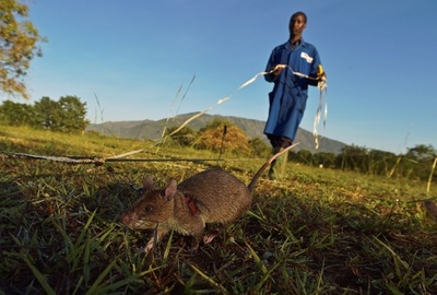  世界中で大活躍「地雷探知ネズミ」、タンザニア