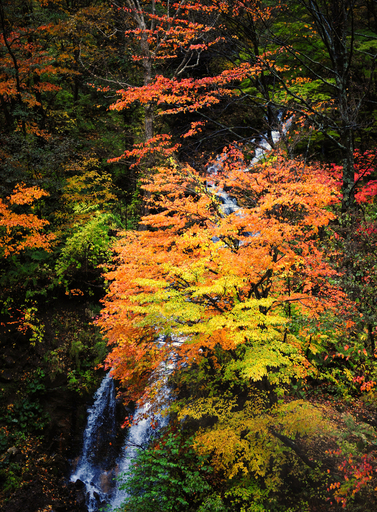 日本の美、上高地の紅葉 長野