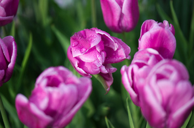 鮮やかに咲くピンクのチューリップ、ドイツ