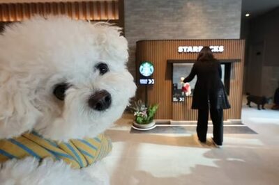 韓国・スターバックス、犬専用ドリンク初導入…ペット市場狙い「経験型消費」戦略