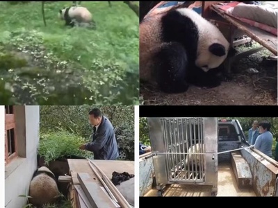 病気の野生パンダが中国陝西省で何度も目撃