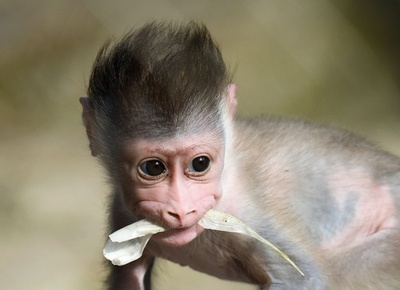 よちよち歩きのドリルの赤ちゃんお目見え、独動物園