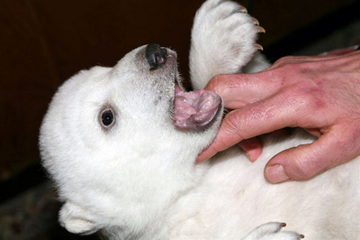 母親に捨てられたシロクマくん、世界中で大人気 - ドイツ