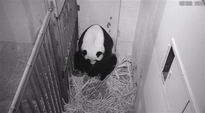 22歳の在米パンダ「美香」が出産、元駐日大使も祝福