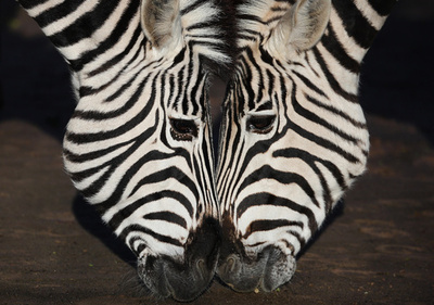 【今日の1枚】新種の動物？ 2頭で一つの顔のよう 英