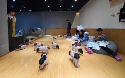 腕の中で寝ちゃう子も…ペットブタのカフェが評判 中国・杭州