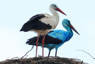 「幸せの青い鳥」！？ドイツで全身真っ青のコウノトリが話題に