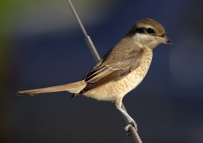 モズの激しい首振り、大きな獲物を仕留める「技」 研究