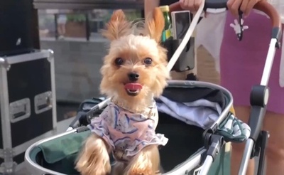 ペット連れのお出かけがトレンドに 上海でペット消費を促進