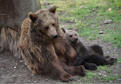 発情期の雄から子ども守る母熊、人を盾に 研究