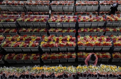 バレンタイン前に大忙し、生花輸出大国コロンビア