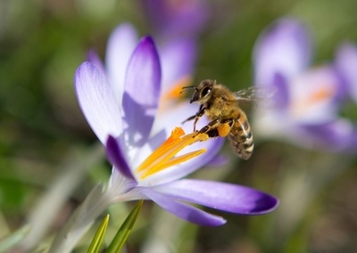 カフェインでミツバチの記憶力アップ、花粉媒介能力も向上 英研究
