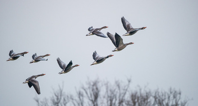 エアバス、渡り鳥のV字飛行ヒントに旅客機の省エネ実現へ 試験計画発表