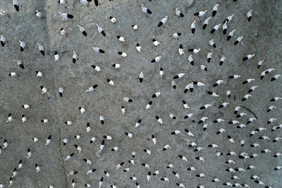 ごみ埋め立て地に集まるコウノトリ ヨルダン川西岸