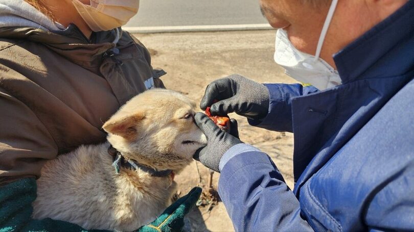 火傷を負った白犬に治療を施す医療関係者＝ロイヤル動物メディカルセンター(c)news1