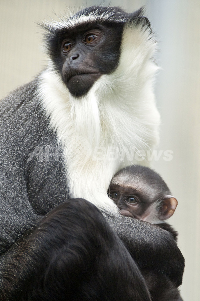 絶滅危惧種のサルの赤ちゃん生まれる 白い あごひげ が特徴 写真6枚 国際ニュース Afpbb News