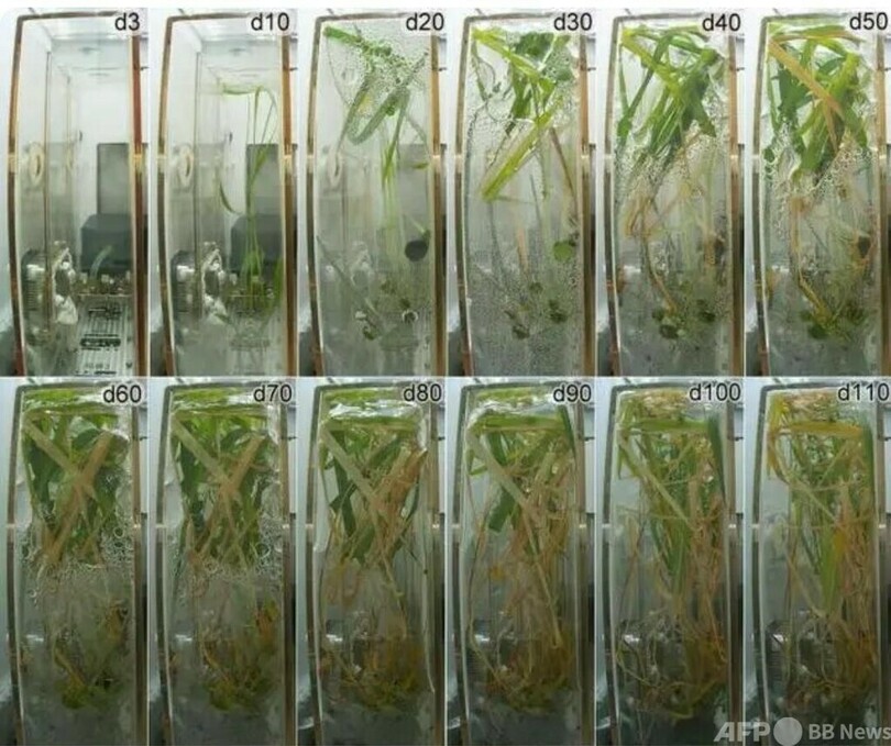 中国 世界初の宇宙でのイネの種子から種子までの培養実験を完了