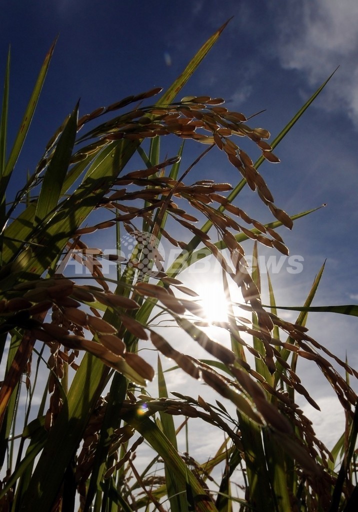 稲の成長を5倍速めるスーパー菌を発見 スイス ローザンヌ大 写真1枚 国際ニュース Afpbb News