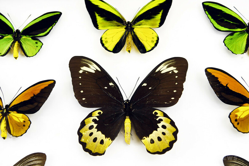 世界最大の昆虫、巨大ナナフシのふ化に初めて成功