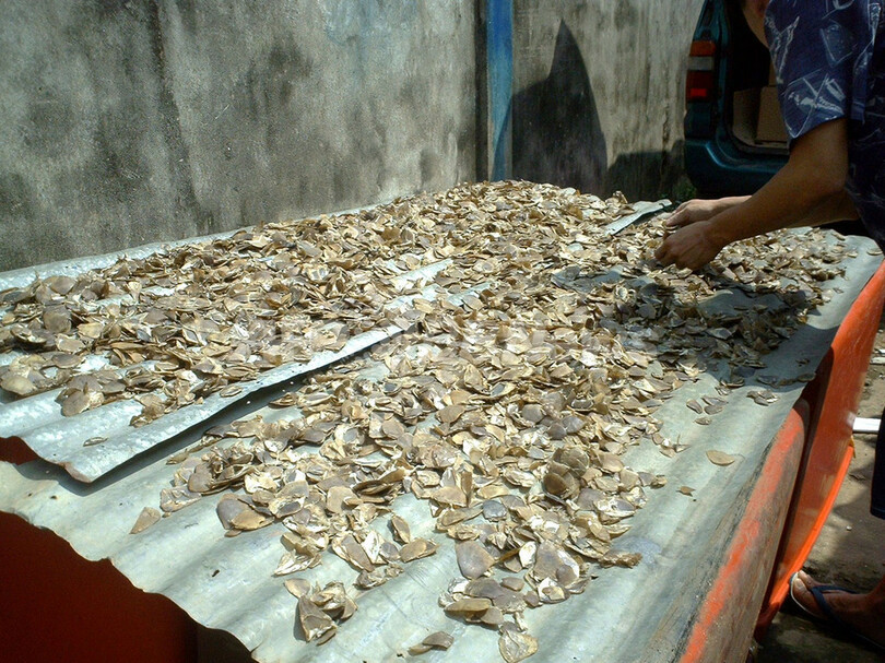 相次ぐ密輸でセンザンコウが激減、野生動物監視NGOが警告