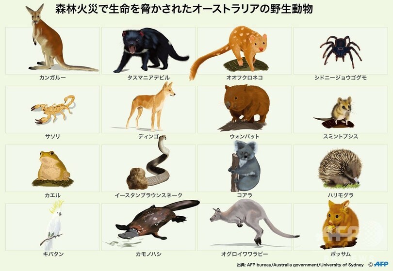【図解】森林火災で生命を脅かされたオーストラリアの野生動物
