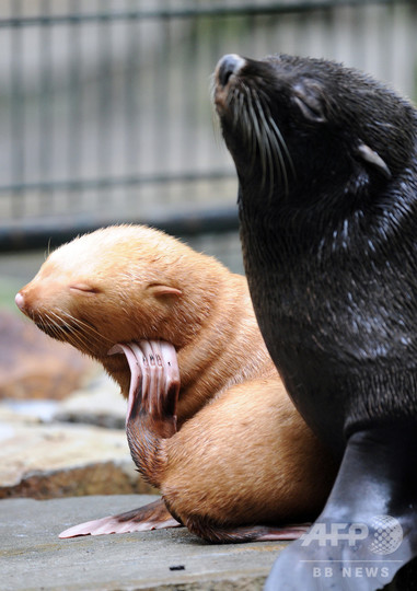 特集 真っ白なアルビノの動物たち クロウタドリ や グリーンイグアナ も 写真38枚 国際ニュース Afpbb News