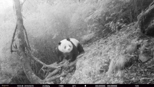 動画：中国四川省の自然保護区で野生パンダを撮影、同一地点で4回