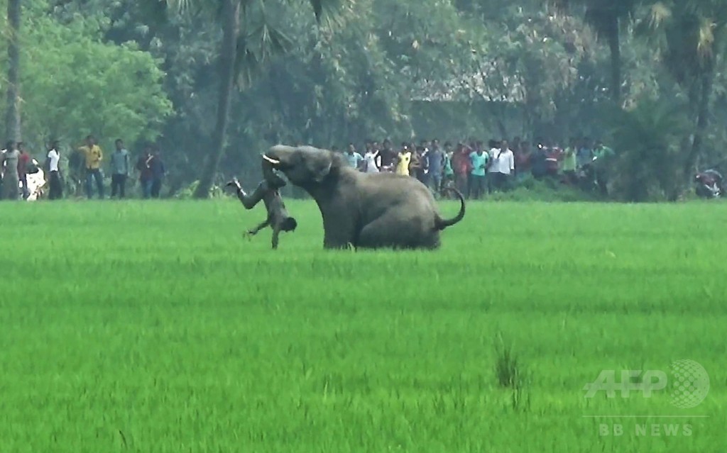野生ゾウの襲撃で犠牲者15人、射殺も視野に インド環境当局 野生ゾウの襲撃で犠牲者15人、射殺も視野に インド環境当局