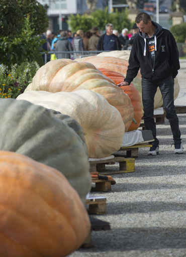 存在さ 重さ 頑丈さ 抜群のテラコッタ巨大カボチャ♡ロウソクタイプ・在庫2つあり 約1.2トンの巨大カボチャ、世界記録に ドイツ 写真14枚 国際ニュース