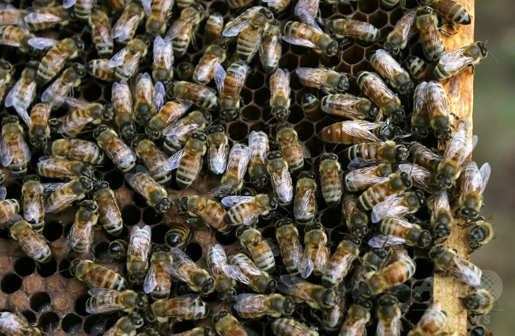 ミツバチのコロニー崩壊、若バチの早死にも要因か 国際研究 ミツバチのコロニー崩壊、若バチの早死にも要因か 国際研究