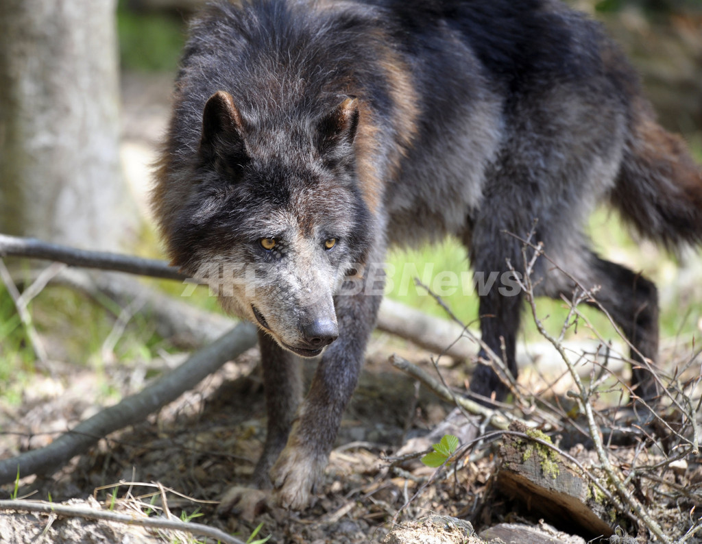 英動物園からオオカミ5匹脱走 一時騒然 写真1枚 国際ニュース Afpbb News