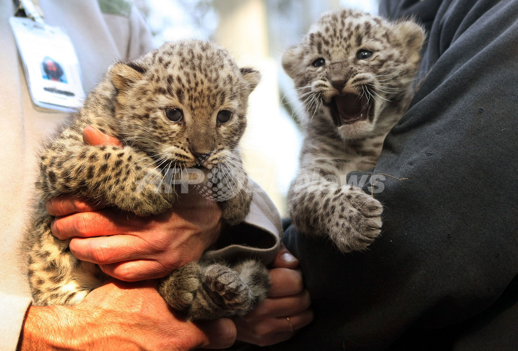 ペルシャヒョウの赤ちゃん ブダペストの動物園で公開 写真3枚 国際ニュース Afpbb News