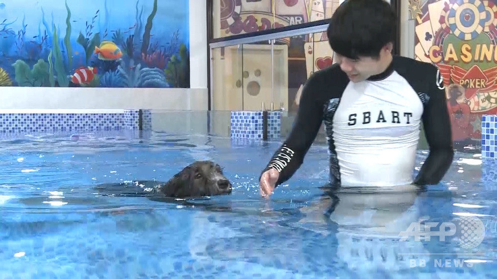 トレーナー付きで泳ぎの練習 杭州のペットショップに専用プール 写真5枚 国際ニュース Afpbb News