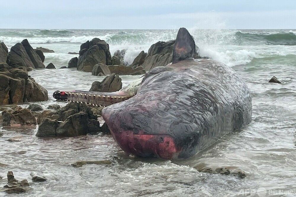 石抱　マッコウ img_4072cc8acaed342ce0675551ae