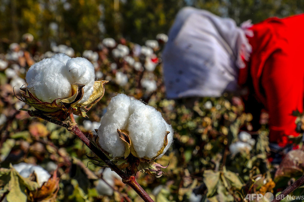 米、新疆綿の輸入阻止へ 「奴隷労働で生産」と断定