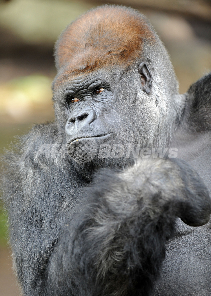 威厳たっぷり!? 32歳を迎えた雄ゴリラ 写真6枚 ファッション ニュース