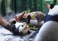 中国広東（Guangdong）省広州（Guangzhou）の動物園、長隆野生動物世界（Chimelong Safari Park）で、寝そべって餌のササを食べる生後6か月のジャイアントパンダ「隆隆（ロンロン、Long Long）」（2014年2月16日撮影）。(c)AFP