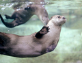 フランス東部アムネビル（Amneville）動物園の動物たち。写真はカナダカワウソ（2012年2月2日撮影）。(c)AFP/JEAN-CHRISTOPHE VERHAEGEN