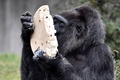 ドイツ首都のベルリン動物園で、バースデーケーキを食べる欧州最高齢のゴリラ、ファトゥ（2018年4月13日撮影）。(c)AFP PHOTO / John MACDOUGALL