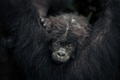 コンゴ民主共和国のカフジビエガ国立公園に生息するヒガシローランドゴリラの赤ちゃん（2019年9月30日撮影）。(c)ALEXIS HUGUET / AFP