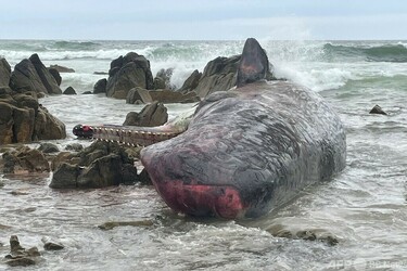 マッコウクジラ14頭、打ち上げられ死ぬ 豪 写真2枚 国際ニュース