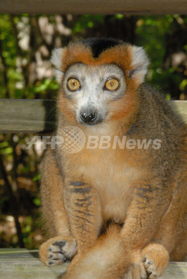 キツネザルの密猟が急増、高級食材としてレストランに マダガスカル