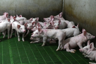 フランス、麻酔なしのブタの去勢禁止 来年1月から