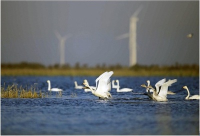 中国は黄河流域の生態系保護の強化において目覚ましい成果を挙げた