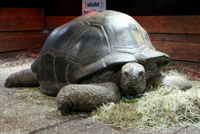 独動物園で飼育されている巨大ガメは250キロ