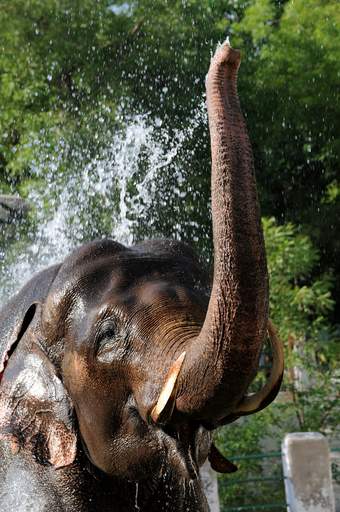 水浴びしないとやってられないゾウ！インド西部で真夏の暑さ