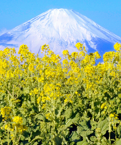 今が見ごろ、菜の花越しに望む富士山 吾妻山公園
