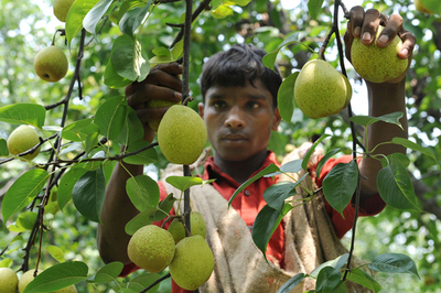 収穫迎えたインドのナシ