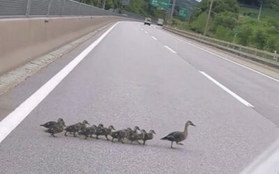 韓国の路上にカモの家族…安全運転車に見守られ、道路を無事横断