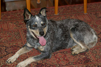 奇跡の再会！海に落ちたペット犬、無人島で4か月サバイバル